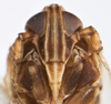 Head on Opiconsiva anacharsis (Fennah, 1969): (Observation).