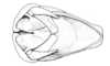 Ronderosia forcipata (Rehn, 1918): Fig. 5J. male abdomen tip, dorsal view. (Otu).