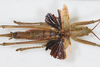 CollectionObject 1475574; f9610ab4-29ba-4bcb-82af-c60cc741a872: female, dorsal view (holotype). (CollectionObject).