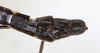 CollectionObject 1560955; NMW 154', a7804018-a12b-44a7-9355-1e5635a04b99: copyright NMW, Vienna. male: end of abdomen, dorsal view (syntype). (CollectionObject).