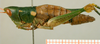 CollectionObject 1537803; 308dcdda-f231-4cd3-9e10-4896fba240dd: female habitus lateral view (paratype). (CollectionObject).
