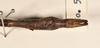 CollectionObject 1561203; 7cca35c6-6cb3-4dbb-8ae0-057bcbb32f0c: copyright OUMNH. male: end of abdomen, dorsal view of Bacteria virgea (holotype). (CollectionObject).