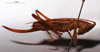 CollectionObject 1516179; 05d28f2e-bb87-489f-91ee-ead5e799995e: female, lateral view (holotype). (CollectionObject).