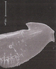 Stylus: !! display not done !! on Curtara (Curtara) concava DeLong & Freytag, 1976: Male: apical portion of style, lateral view. (Observation).