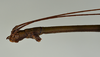 CollectionObject 1559952; USNM(SF IMPORT DUPLICATE) 6974, 0194ce65-310a-4ae0-914d-acc0651d0af1: copyright USNM, Washington. (CollectionObject).