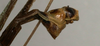 CollectionObject 1560381; NMW 1141, 66fb4e18-9013-4e4a-aa4f-8c7c7fdb6d18: copyright NMW, Vienna. male: end of abdomen, lateral view (syntype). (CollectionObject).