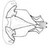 Spathalium liebermanni Ronderos, 1972: Fig. 31. epiphallus, ectophallus and aedeagus apex, dorsal view. (Otu).