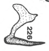 Aedeagus, lateral view on Anisostylus gillettei (Goding, 1892): (Observation).