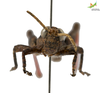 CollectionObject 1849349; 09945e1b-07f6-4348-ba05-c94811b7712a, Unioeste Cascavel K-551: Male. Frontal view. (CollectionObject).