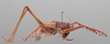CollectionObject 2229687; b0bc9c22-3f28-4552-89af-a3bde19e6cb7: Male, lateral habitus. (CollectionObject).