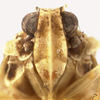 Head: !! display not done !! on Synecdoche grisea (Van Duzee, 1908): (Observation).
