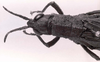 CollectionObject 1566330; a2907654-c4be-4d0c-8420-b0664e60a086: Image C.S. Carbonell. female, head and pronotum, dorsal view (syntype of Vilerna flavipennis). (CollectionObject).