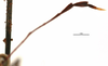 CollectionObject 1500837; 15a92905-07ed-4074-a578-13887db21346: male, antenna (holotype). (CollectionObject).