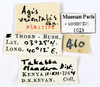 CollectionObject 1587156; MNHN(SF IMPORT DUPLICATE) MNHN-EP-EP1023, e8bb0f11-2ea7-4953-bc31-394ba5b114c3: CC BY-NC-ND 4.0/MNHN - Depraetere Marion - 2014. Paratype, male, of orientalis Chopard, 1954. Specimen number: MNHN-EP-EP1023. http://coldb.mnhn.fr/catalognumber/mnhn/ep/ep1023. (CollectionObject).