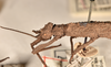 CollectionObject 1561574; 74591740-6a35-4808-a3b7-af4bc2cbcc59: copyright UMO. female head & thorax, lateral view of Acanthoderus gravidus (holotype). (CollectionObject).