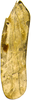 Forewing on Arboridia (Arboridia) septempunctata Choe & Jung, 2015: Forewing. (Observation).