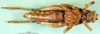 female, ventral view (holotype). Depicts CollectionObject 1501410; 79da890b-58f0-4e9e-97aa-f5579a8c3a77, a CollectionObject.