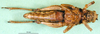 CollectionObject 1501410; 79da890b-58f0-4e9e-97aa-f5579a8c3a77, DORSA BA000500S01: female, ventral view (holotype). (CollectionObject).