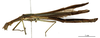 CollectionObject 1561313; 17c08d18-52a8-4d6b-ac32-4a9df2a87072: copyright MNHN, Paris. female, lateral view (holotype). (CollectionObject).
