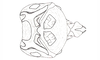 Yungasus hebardi (Liebermann, 1941): Fig. 27. phallic complex, dorsal view. (Otu).
