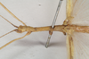 CollectionObject 1560024; NHMUK(SF IMPORT DUPLICATE) 844791, 3df16e20-8d97-4e8f-a31b-503c6561587f: copyright Natural History Museum, London. male: head and thorax, lateral view (syntype). (CollectionObject).