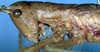 Hemisaga denticulata (White, 1841): female head and pronotum, lateral view (paralectotype). (Otu).