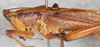 CollectionObject 1531370; NMW 4876, 7528f25f-e97e-4687-9714-84ace6f15c15: male, dorso-lateral view (holotype). (CollectionObject).