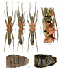 CollectionObject 1613784; 3e32bebf-3b81-40fd-bbfc-8724446c2297: *Mearnsiana maranao* n. sp. ♂ holotype [RBINS]. A. Habitus dorsal view. B. Habitus dorsolateral view. C. Habitus ventral view. D. Head and thorax in dorsolateral view. E. Terminalia in dorsal view. F. Terminalia in ventral view. (CollectionObject).