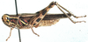 Callicatantops cephalotes (Bolívar, 1889): male, lateral view. (Otu).
