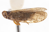 Habitus, lateral view on Cixius dislogicus Kramer, 1981: (Observation).