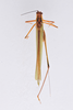 CollectionObject 1566230; a39a468f-3782-4f14-b3d1-f3991de97d0f: male, dorsal view (paratype). (CollectionObject).