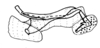 Tetrixocephalus willemsei Gurney & Liebermann, 1963: Fig. 37. cingulum and endophallus, lateral view. (Otu).