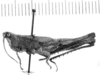 CollectionObject 1523878; 419009ce-f705-4472-91e4-c3b4b2d6da7f: subadult female, lateral view (holotype). (CollectionObject).