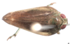 Habitus, dorsal view on Cordela rubra Gnezdilov, 2019: (Observation).