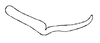 Stylus: Male holotype: style, lateral view. (Observation).