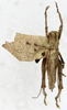 CollectionObject 1573321; 803adc20-0d9f-4500-b029-0af8e1b058a9, MLP-OR-3004: male, dorsal view. (CollectionObject).
