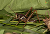 CollectionObject 1849329; e354ba48-ba5e-4b24-a07f-eeff7b7f4c3b, Unioeste Cascavel K-0429: Male, in vivo. Lateral view. (CollectionObject).