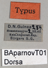 CollectionObject 1501011; 9a034b9c-1d46-4f2a-9197-7a7f26053efa, DORSA BAparnovT01: labels (holotype). (CollectionObject).