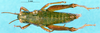 CollectionObject 1505170; 317f44e9-295d-4265-971e-08301df938a9: female, dorsal view (paratype). (CollectionObject).