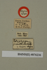 Hemelytroblatta (Mollidentoblatta) simillima (Chopard, 1929): Copyright Natural History Museum, London. Labels from holotype (adult male) in BM(NH). (Otu).