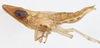 Habitus, lateral view: !! display not done !! on Tumidagena terminalis (Metcalf, 1923): (Observation).