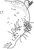Pygofer, lateral view on Agnesiella (Agnesiella) aino (Matsumura, 1932): Pygofer, lateral view. (Observation).