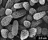 Brochosomes: !! display not done !! on Cuerna alba Oman & Beamer, 1944: CR780 | U.S.A., New Mexico, Otero Co., White Sands NM, Rakitov R. [#02-39], 17-21 Jul 2002 | INHS. (Observation).