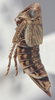 Habitus, lateral view on Athysanella (Amphipyga) macleani Blocker & Wesley, 1985: Lateral. (Observation).