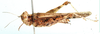Acrotylus longipes longipes (Charpentier, 1845): female, lateral view. (Otu).
