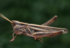 Covasacris pallidinota (Bruner, 1900): female. (Otu).