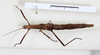 CollectionObject 1557026; bc4addf0-5bf2-4933-8b14-53221f2655d8: copyright MHNG Geneva. female, dorsal view (lectotype). (CollectionObject).