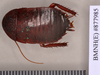 Platyzosteria novaeseelandiae (Brunner von Wattenwyl, 1865): Lectotype, male, dorsal. BMNH(E)#877985. (Otu).