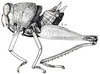 Dimorphothericles sanguinolentus Descamps, 1977: Fig. 58. female habitus. (Otu).