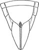 Ovipositor on Scaphoidella arboricola Vilbaste, 1968: Ovipositor. (Observation).